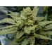 Rhino Ryder Auto - FastBuds